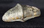 Cyrtospirifer verneuili (MURCHISON 1840) - Bild © FossNet FossilienStore